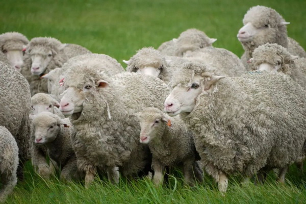 神奇的比耶拉，世界品牌集散地