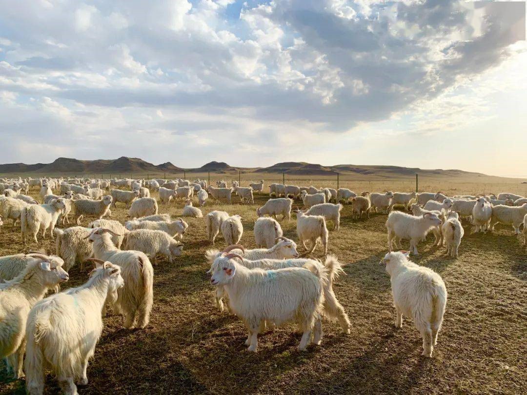 從“中國絨都”到“世界絨都”的驚艷亮相